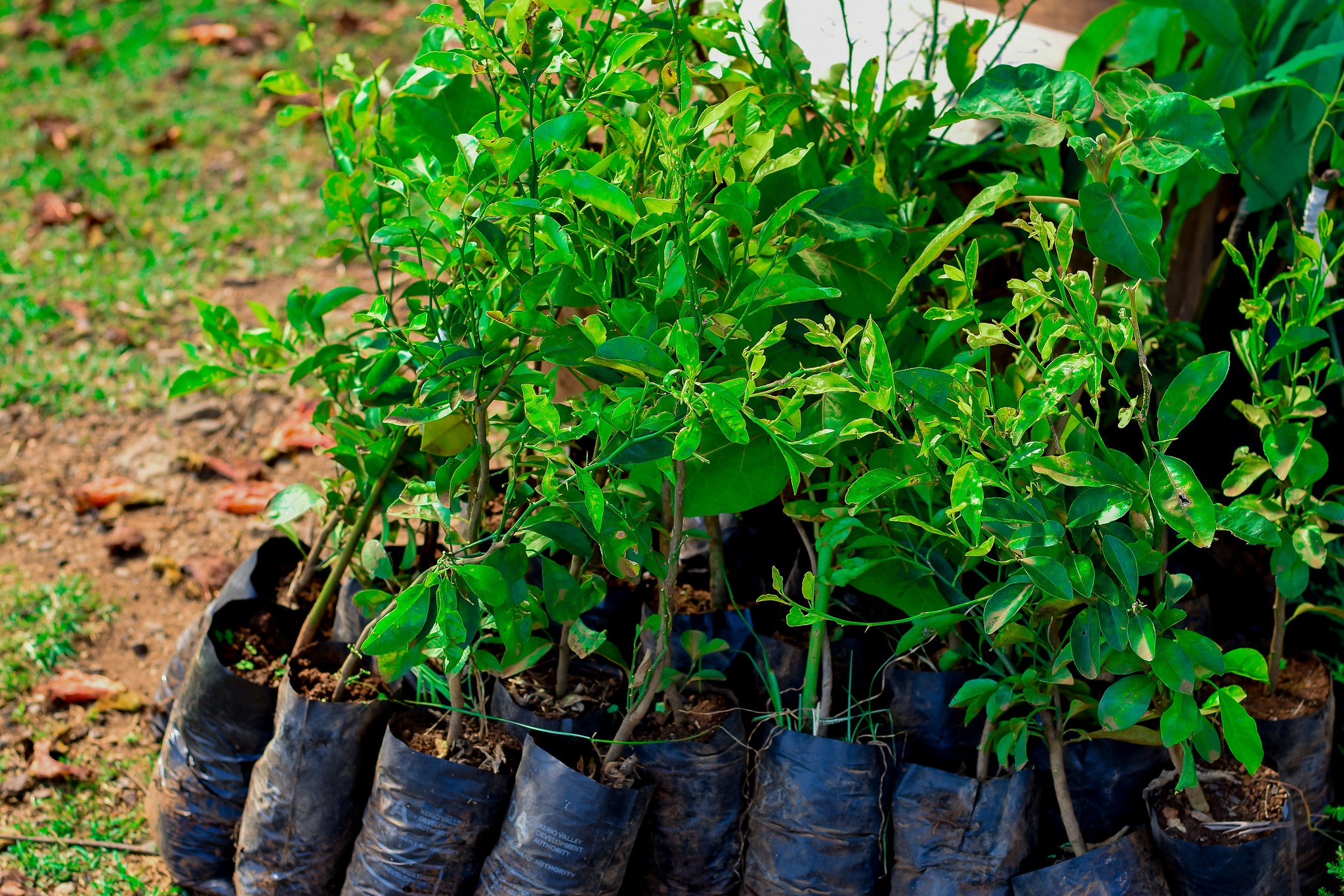 Environmental Conservation Banner